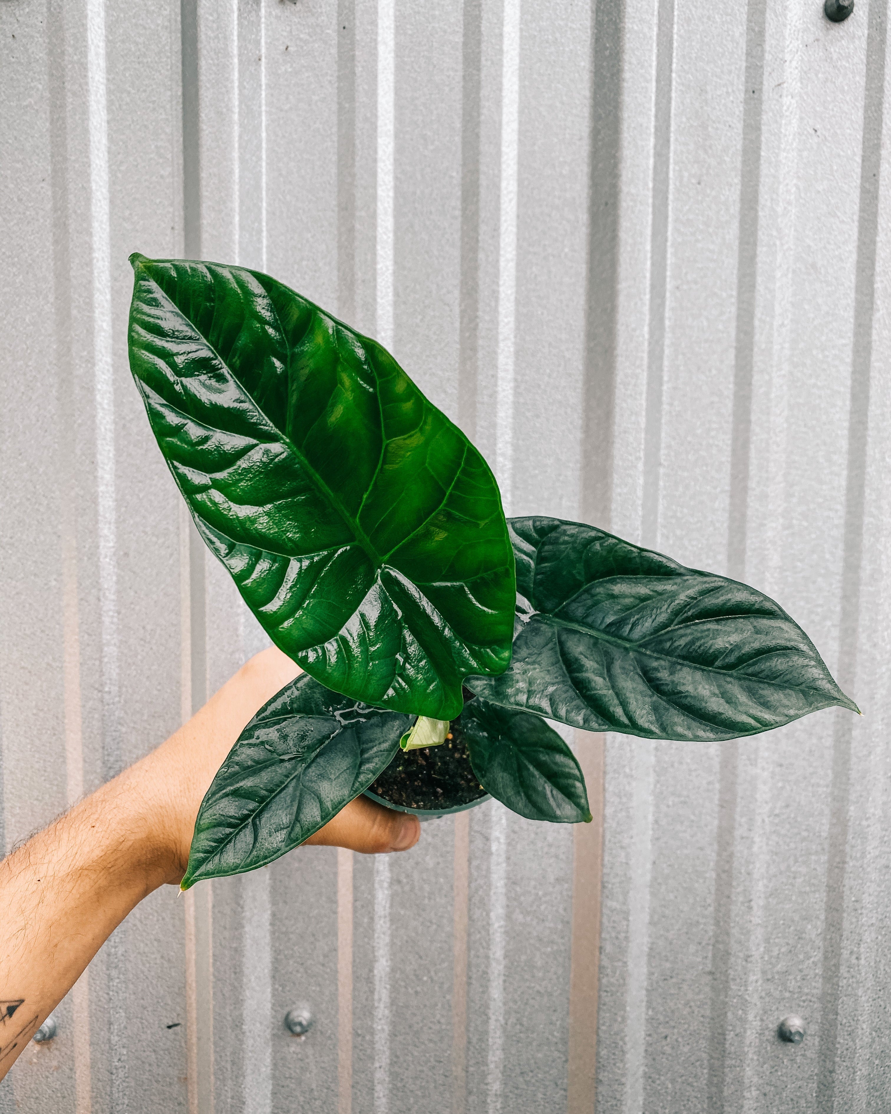 4" Alocasia Sinuata 'Quilted Dreams'